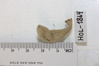Media type: image;   Invertebrate Zoology HOL-1864 Description: Preserved specimen.;